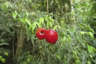 Ripe fruit