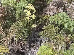 Flowers emerging from fronds