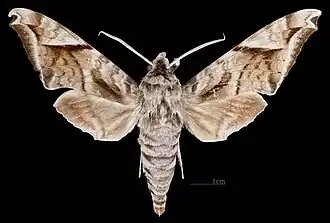 Acosmeryx naga hissarica male, dorsal