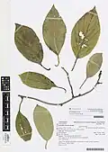 Herbarium specimen of Actinidia eriantha, growing wild near Te Puke, Bay of Plenty, New Zealand