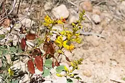 "Adenolobus pechuelii"