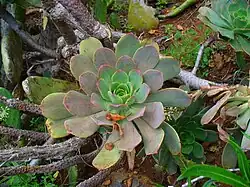 Aeonium davidbramwelii