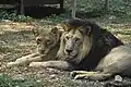 African lions