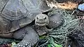 African spurred tortoise