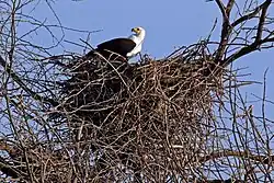 An adult on the nest at Lake Baringo, Kenya