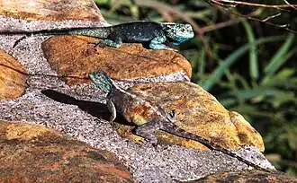 Male and female during the breeding season