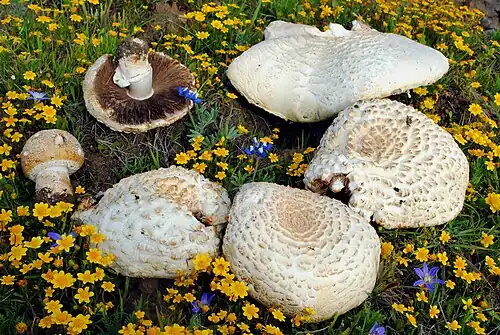 Agaricus crocodilinus Murrill 1912
