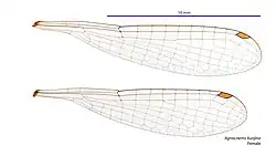 Female wings
