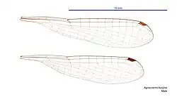 Male wings