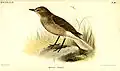 Subspecies A. m. solitarius, illustration by Joseph Smit, 1888