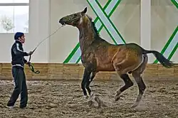 Positive punishment: This horse feels the unpleasant pressure of his halter behind his ears because he does not follow the movements of the man holding the lead rope of his halter.