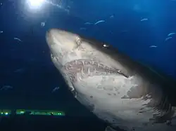 Shark