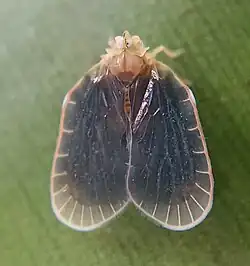 Alara sp., possibly Alara isabella