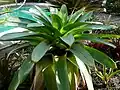 Alcantarea Imperialis - Green Form