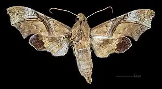 Female dorsal e (coll.MHNT)