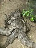 Alligator family