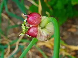Bulbs (top-setting, grown in lieu of flowers)