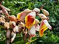 Alpinia zerumbet (Pers.) B.L.Burtt & R.M.Sm., Hawaii