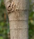 Trunk in Hyderabad, India.