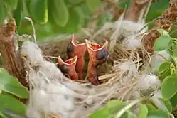 three bird chicks recently hatched in a nest