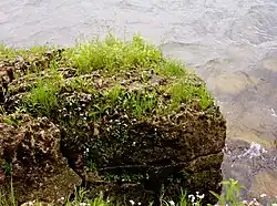 A close up of alvar in the state park.