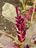 Amaranthus cruentus 'Oeschberg' flowerhead
