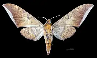 Female, ventral view