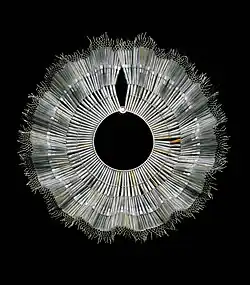 American Ruff by Jan Yager