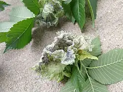 Woolly elm aphid infestation example