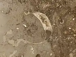 Tuxedo Grey: Calcite-filled Linoproductus mantle.