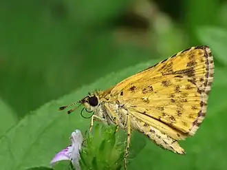 Ventral view (female)