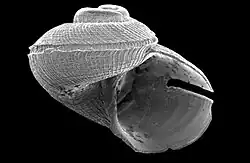 Shell of Anatoma euglypta