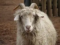 Angora goat with long coat of mohair