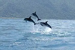 Three dolphins airborne