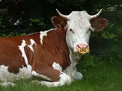 A calf with a nose ring to prevent it from suckling, usually to assist in weaning