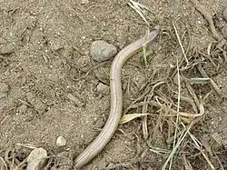a long, brown lizard with no legs and a black stripe running along its spine amongst a patch of dirt