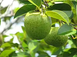 Cayur (Annona glabra)