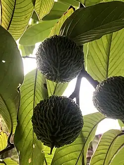 Three greenish globular fruits covered with flattened filaments hanging under leaves