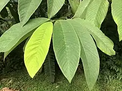 A compound leaf with pinnately-arranged ovate leaflets, one a bright yellow-green