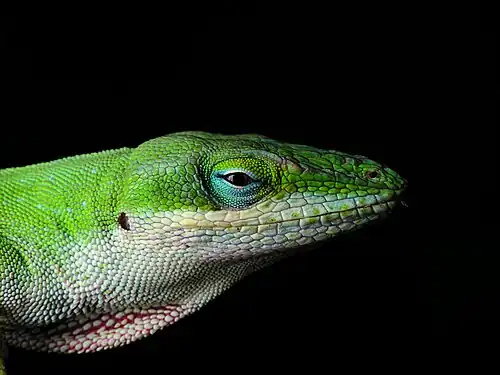Over 3000 species of lizard, including the Carolina anole (Anolis carolinensis), carry some 90 kinds of malaria.