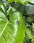 Saba anole on an Elephant ear, on the Mount Scenery Trail
