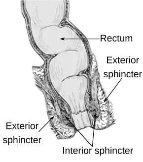 Anatomy of the anus and rectum