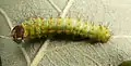 Second-instar caterpillar