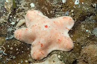 Aquilonastra scobinata in Australia.