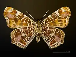 Form levana underside