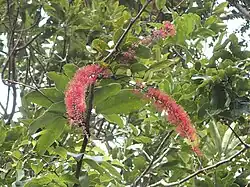 Branch with green leathery leaves and several plume-like clusters of red filamentous flowers