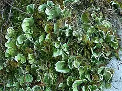 Close-up photograph of multiple Nephroma arcticum thalli showing overlapping, curled green lobes on mossy substrate
