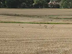 Birds in Arkley South Field