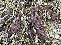 Brown algae Ascophyllum_nodosum with hemi-parasitic red algae Vertebrata lanosa (Polysiphonia lanosa)