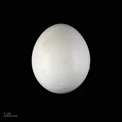 Egg of Asio capensis tingitanus - MHNT